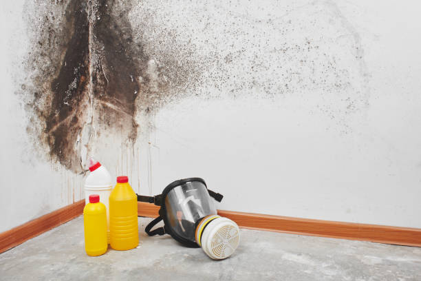 Best Black Mold Remediation in Napa, CA