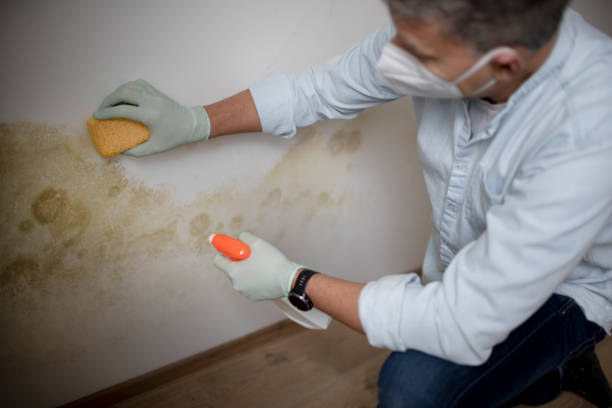Best Mold Remediation for Specific Building Types in Napa, CA