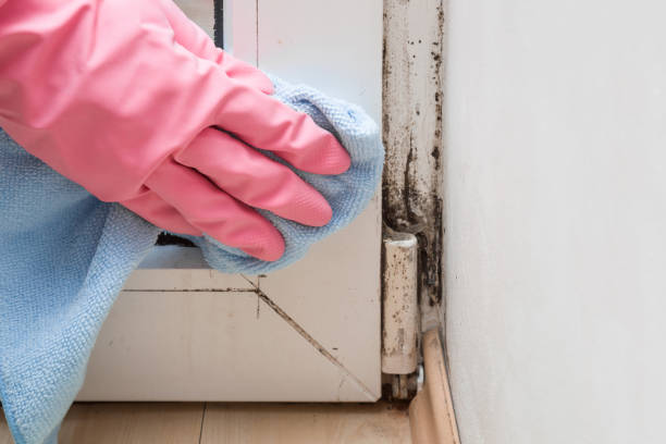Best Attic Mold Remediation in Napa, CA