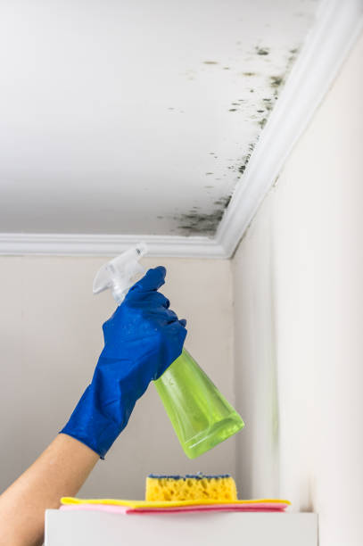 Best Crawl Space Mold Remediation in Napa, CA