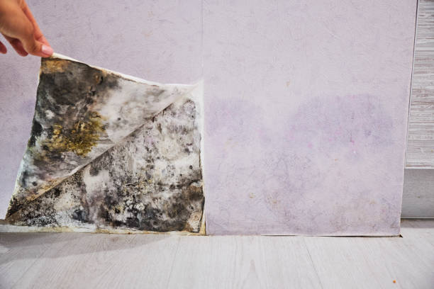 Best Emergency Mold Remediation in Napa, CA
